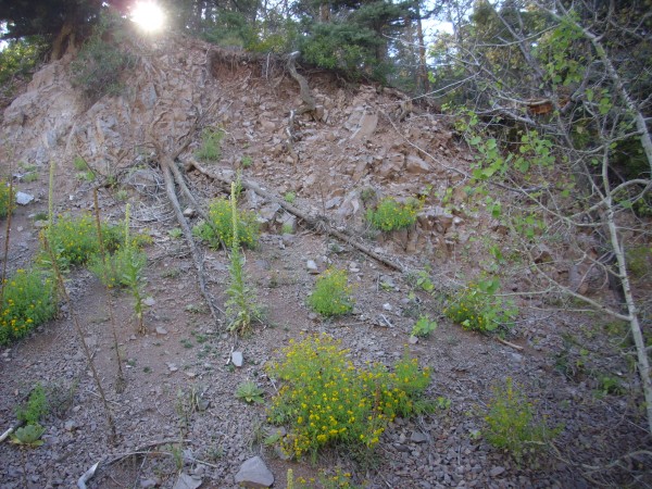 Paliza Canyon Formation basalt in west caldera rim
