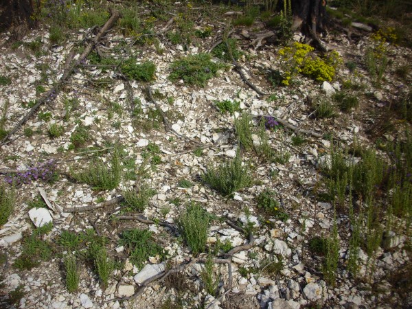 Bearhed Rhyolite along Aspen Fault