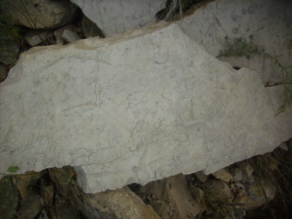 Dakota Formation
          ichnofossils
