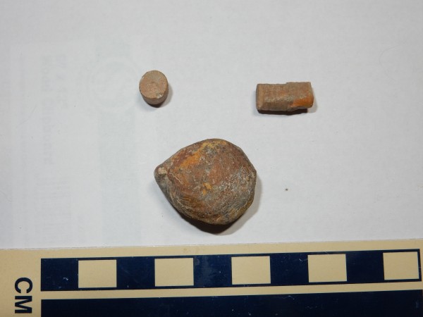 Crinoid and
          brachiopod weathered out of Madera Limestone