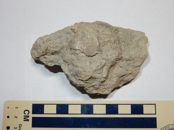 Crinoid
        fossils in Madera Group limestone