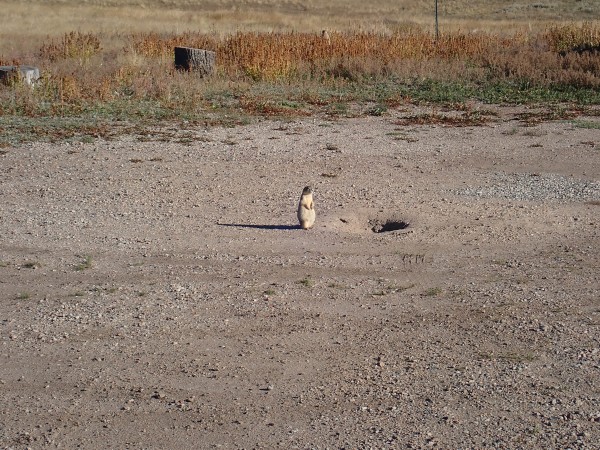 Prairie dog near Valles
          Preserve headquarters
