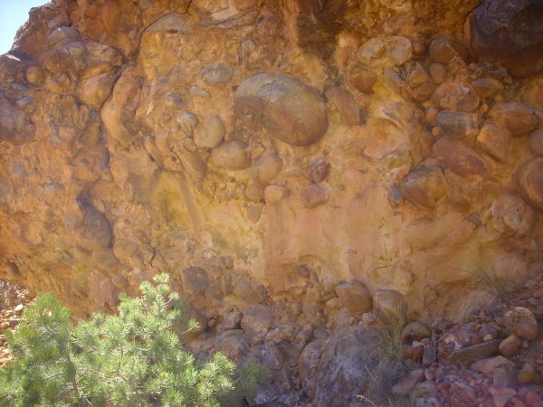 Basal
          conglomerate of El Rito Formation