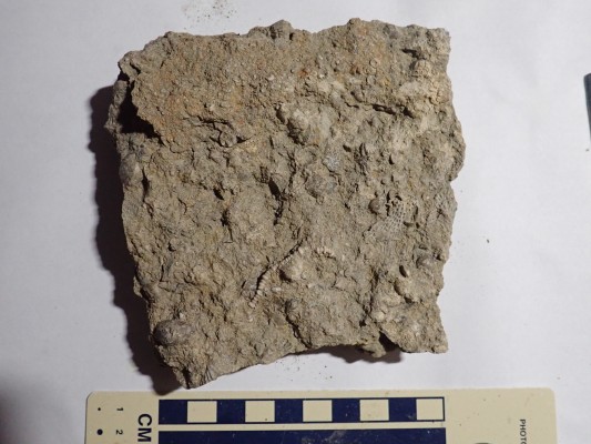 Fossil-rich Madera Group limestone