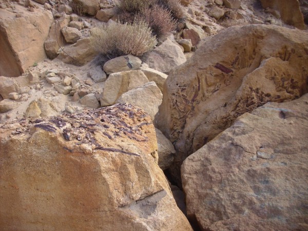 Petrified wood
          in Shinarump