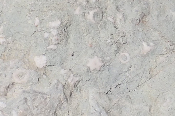 Unusual fossil